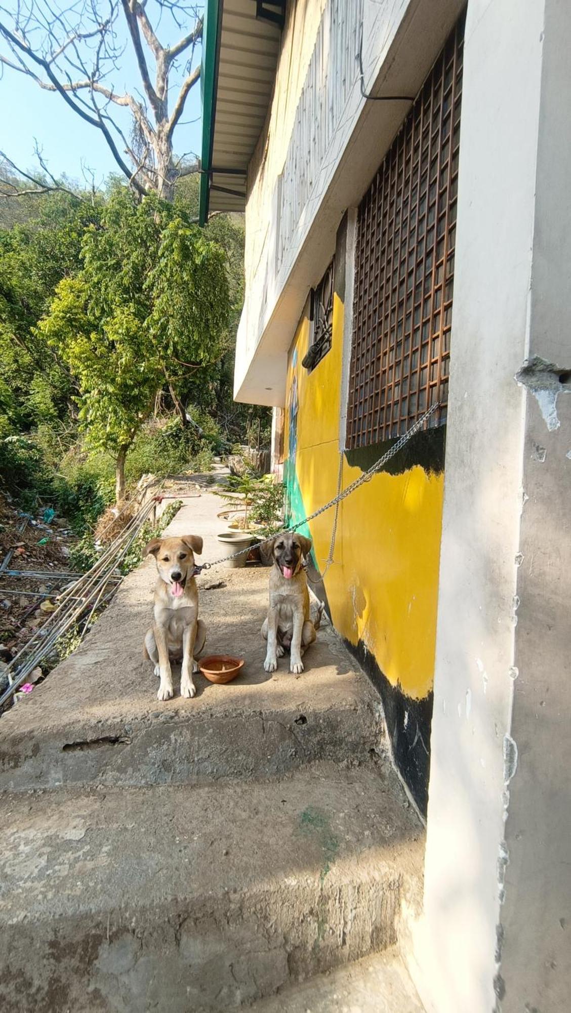 Blabla House Rishikesh Vandrarhem Exteriör bild